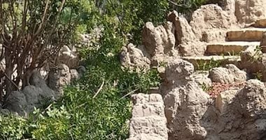 الأشجار والنباتات بحديقة الأسماك