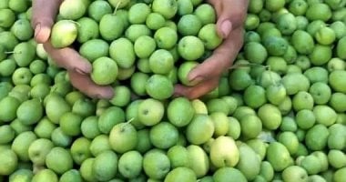 بدء حصاد ثمار الزيتون - مطروح - سيوة