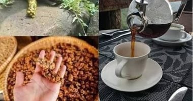 أغلى أنواع القهوة فى العالم من فضلات حيوان