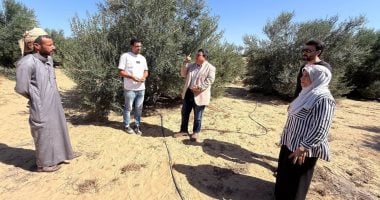 North Sinai Agriculture Official Visits Olive Farm in Sheikh Zuweid