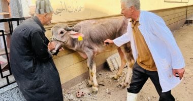 تحصين 254 ألف رأس ماشية ضد الحمى القلاعية وحمى الوادى المتصدع بالدقهلية