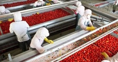 Winter Tomato Planting Gets Underway in Luxor
