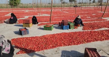 بداية الخير.. أول بشائر موسم تجفيف الطماطم فى الأقصر..فيديو وصور