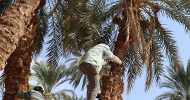 موسم حصاد البلح
