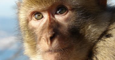 Monkeys Steal From People and Demand ‘Ransom’ in India