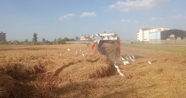 برائحة الياسمين.. حصاد الأرز العطرى فى كفر الشيخ والكيلو بـ130 جنيها.. فيديو
