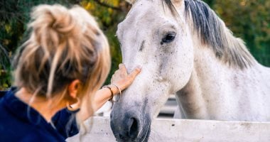اليوم العالمي للحيوان.. البداية من احتفال في برلين إلى دعم الأنواع المهددة
