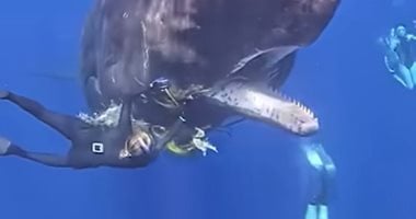 أمريكية تمد يديها داخل فم حوت فى المحيط لإنقاذ حياته.. فيديو