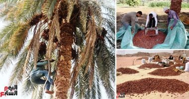 تجفيف التمور في الشمس