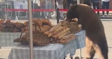 دب يترك الفواكه والخضراوات بحثًا عن المعجنات فى سوق أمريكى.. فيديو