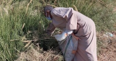 Luxor Targets Rats to Protect Winter Crops