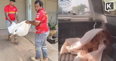 كلب "ميت" ينشط فجأة داخل شاحنة إنقاذ ويصيب المتطوعين بالذهول