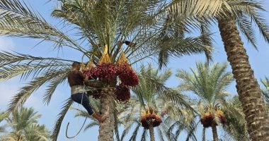 انطلاق موسم حصاد البلح فى مدينة القرين بلد المليون نخلة.. صور