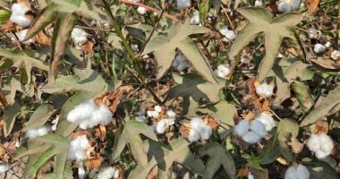 Sharqia Cotton Collection Centres Open to Receive Harvest