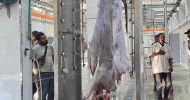 Trial Operations Begin at Suez Slaughterhouse Complex Costing EGP 71 Million
