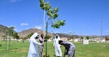 7311 شجرة جديدة تزين نجران.. أمانة المنطقة تواصل تنفيذ مشروع "الضواحى الخضراء"
