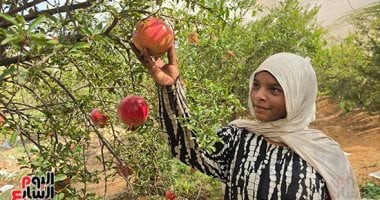 الأيادي الناعمة تحصد الرمان في مزارع الشرقية.. لقمة عيش سيدات الريف.. صور