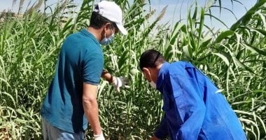 انطلاق أعمال الحملة القومية لمكافحة القوارض بسوهاج