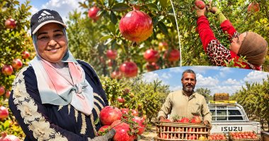 حصاد الرمان فى للشرقية
