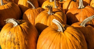 مزارع أمريكى يحطم الرقم القياسى لأكبر يقطينة فى العالم للمرة الثالثة