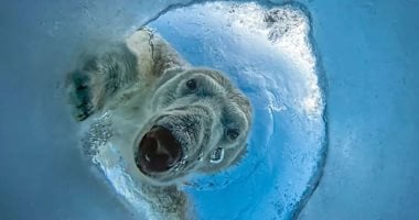 صورة دب قطبى تفوز بجائزة OurNature للتصوير البيئى لعام 2026