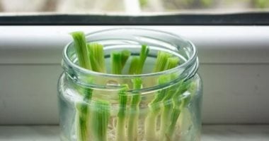Green Onions at Home: Giving Kitchen Scraps a Second Life