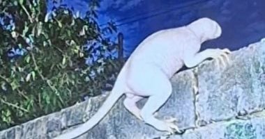 حقيقة ولا كذب.. العثور على مفترس غامض يفتك بالحيوانات بالحدود الأمريكية