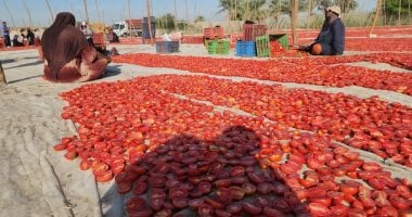 Qalyubia Vegetable Price Update for Tuesday, October 27, 2026
