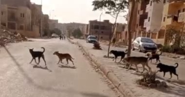 أهالي المنطقة الرابعة ابني بيتك بحدائق أكتوبر يطالبون بحملة ضد الكلاب الضالة بعد مصرع الطفلة سلسبيل