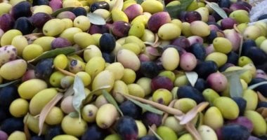 محافظة مطروح تشتهر بجودة زيت الزيتون