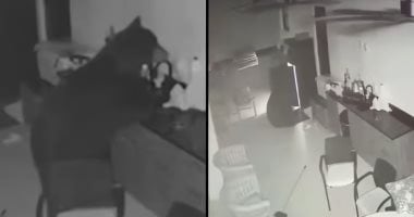 دب عطشان يقتحم منزلا فى فلوريدا ويسرق مشروبات من الثلاجة.. فيديو