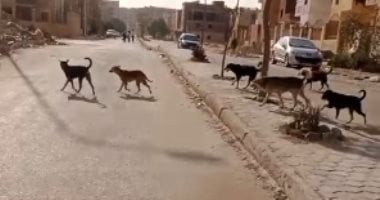 جانب من انتشار الكلاب بالمنطقة