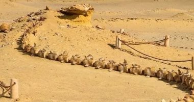 محمية وادي الحيتان