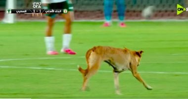 كلب يقتحم ملعب مباراة المصري والبنك