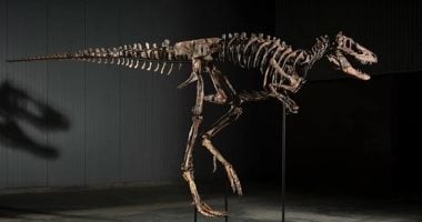 Rare Dinosaur Skeleton Named Judy Sells for Huge Sum