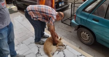 Ismailia Continues Rabies Vaccination and Sterilization Campaigns for Free-Roaming Dogs