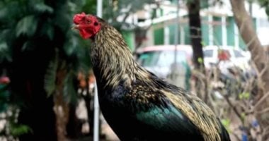 ديك ينتظر صاحبه فى بوليفيا 8 سنوات 