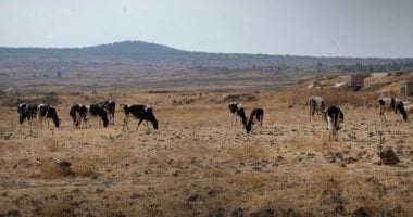 تربية الماشية