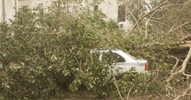 بالفيديو..سقوط شجرة قرب السفارة الأمريكية وتحطم "تاكسى"بسبب سوء الأحوال الجوية