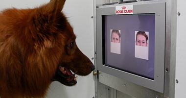 دراسة: الكلاب يمكنها قراءة مشاعر صاحبها وتعبيرات وجهه 