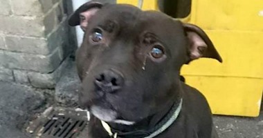 بالصور..كلب يبكى على محطة القطار باسكتلندا لفراق صاحبه