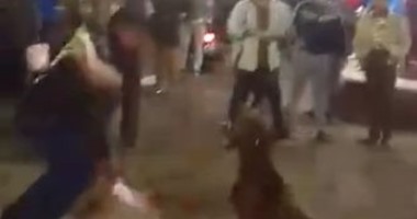 مستخدمو مواقع التواصل يتداولون فيديو وحشيا عن قتل كلب بالأسلحة البيضاء