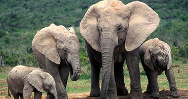 دراسة: الفيلة كائنات تقدس الروابط الاجتماعية مثل البشر