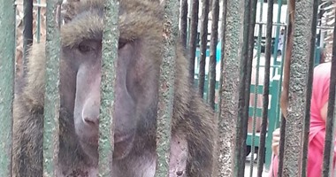 حديقة الحيوان بالزقازيق: استقرار حالة القرد "وحيد" بعد محاولته الانتحار 