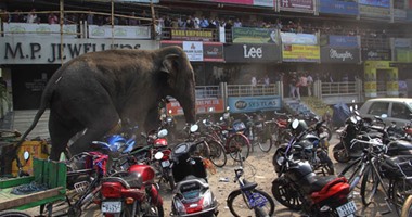 فيل يقتحم قرية ويدمر عشرات المنازل والسيارات غرب الهند