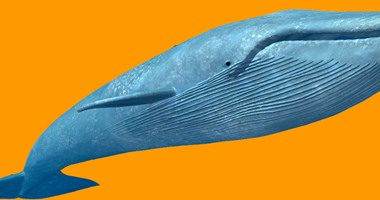 أكبر موقع إباحى فى العالم يطلق حملة إلكترونية لرفض صيد الحيتان