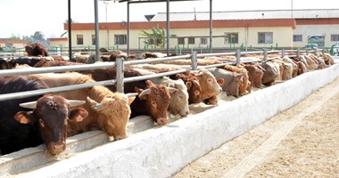 "الخدمات البيطرية":لدينا فائض 30 ألف رأس ماشية ذبيح فورى تطرح بالأسواق