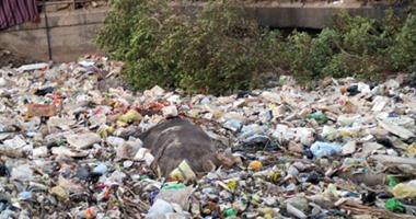 صحافة المواطن.. بالصور: حيوانات نافقة داخل القمامة بترعة فى قنا يثير سخط الأهالى