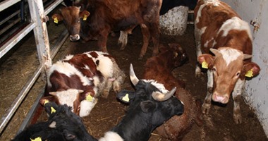 "الزراعة" تكثف إجراء التقصى النشط بمزارع الماشية والأغنام لاحتواء الأمراض