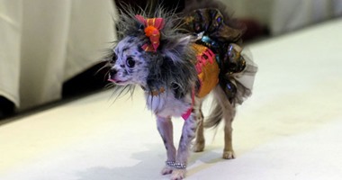 بالصور.. كلب بدرجة "Model".. عرض أزياء للكلاب فى نيويورك لاختيار الأجمل